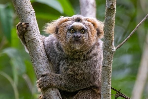 Água, plantas e animais: riquezas naturais do Corredor Ecológico entre o Parque de Pedra Azul ao Parque de Forno Grande por Leonardo Merçon