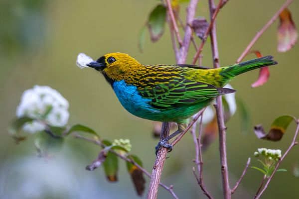 Água, plantas e animais: riquezas naturais do Corredor Ecológico entre o Parque de Pedra Azul ao Parque de Forno Grande por Leonardo Merçon