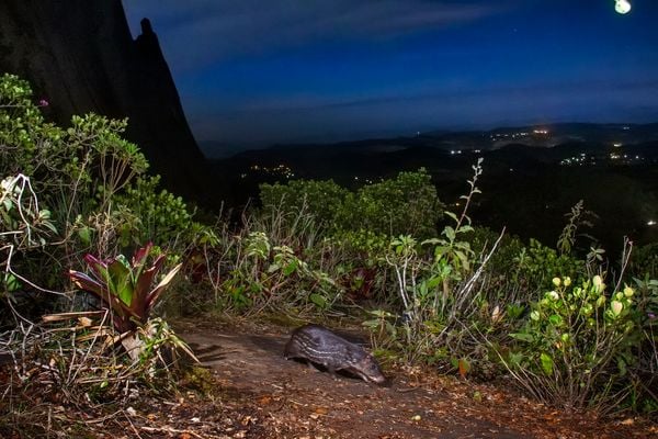 Água, plantas e animais: riquezas naturais do Corredor Ecológico entre o Parque de Pedra Azul ao Parque de Forno Grande por Leonardo Merçon