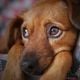 Imagem - Gripe canina: tudo o que você precisa saber sobre a doença