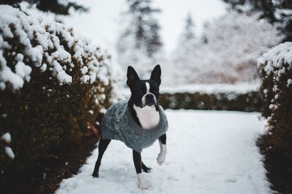 Gripe canina se torna mais comum no inverno