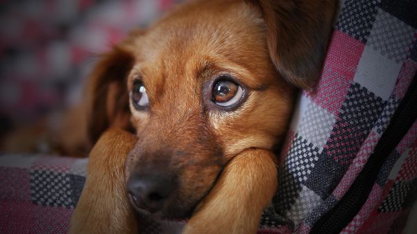 Gripe canina, tosse dos canis: tudo o que você precisa saber sobre a doença