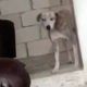 Imagem - Homem mata a facadas cachorro do amigo após discussão na Serra