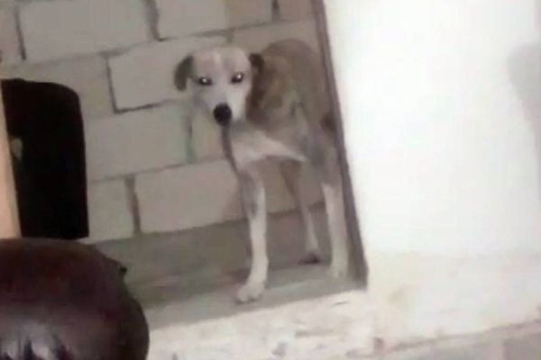 Cachorro Spike foi morto a facadas em Cariacica