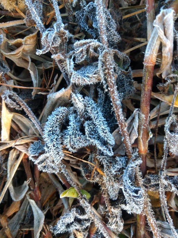 Pedra Azul amanheceu com geada neste sábado (03) e termômetros marcaram  4,7 °C por Luani Modolo