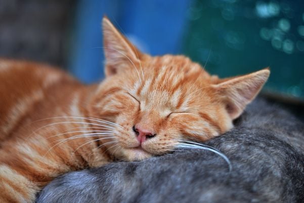 Gato pulando? Descubra 5 curiosidades sobre o salto dos felinos