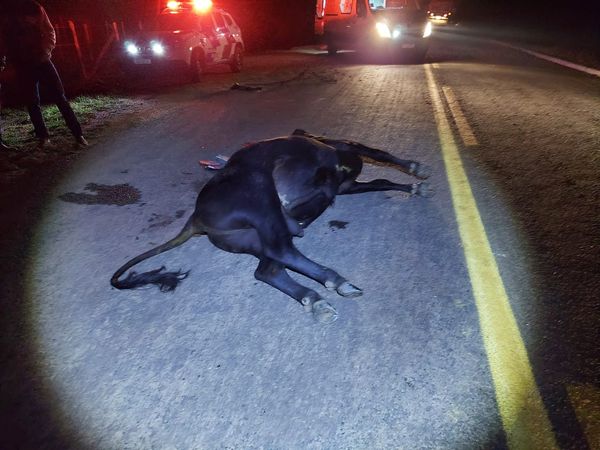 O acidente foi na noite desta quinta-feira (8), na ES 185. O animal bateu em um caminhão e logo após atingiu um veículo