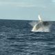 Temporada de baleias jubarte no Espírito Santo favorece turismo de observação
