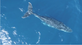 Baleias são registradas passando pelo litoral do Espírito Santo(Reprodução/ TV Gazeta)