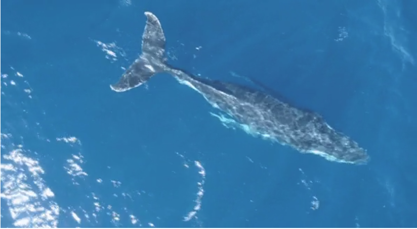 Baleias são registradas passando pelo litoral do Espírito Santo
