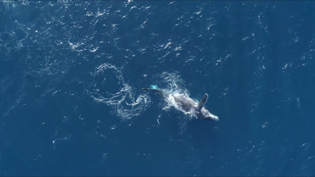 Temporada de baleias jubarte no Espírito Santo favorece turismo de observação