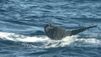 Temporada de baleias jubarte no Espírito Santo favorece turismo de observação( Reprodução/ TV Gazeta)