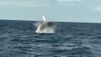 Temporada de baleias jubarte no Espírito Santo favorece turismo de observação( Reprodução/ TV Gazeta)