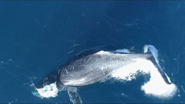 Temporada de baleias jubarte no Espírito Santo favorece turismo de observação por  Reprodução/ TV Gazeta