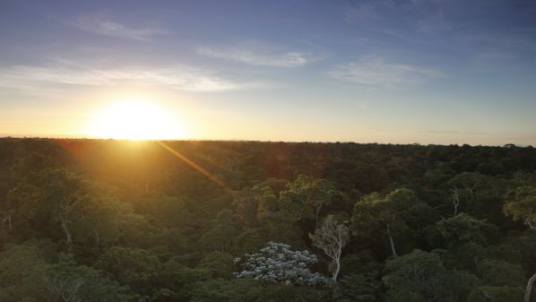 As mudanças climáticas afetam nossa vida e o planeta. No mundo, empresas e governos trabalham para reduzir emissões de carbono e seus efeitos no meio ambiente. A Vale, por exemplo, busca se tornar carbono neutra até 2050. Conheça iniciativas no ES