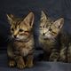 Imagem - Como cuidar de gatinhos cegos: confira a rotina de três irmãos