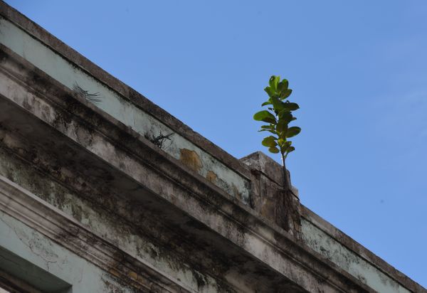 Abandonado, o mato toma do Mercado da Capixaba, no Centro de Vitória  por Carlos Alberto Silva