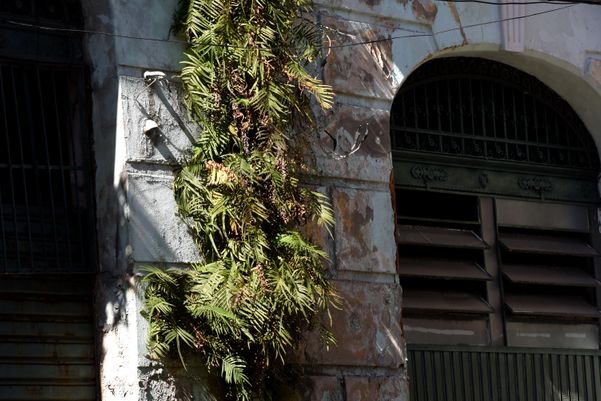 Abandonado, o mato toma do Mercado da Capixaba, no Centro de Vitória  por Carlos Alberto Silva