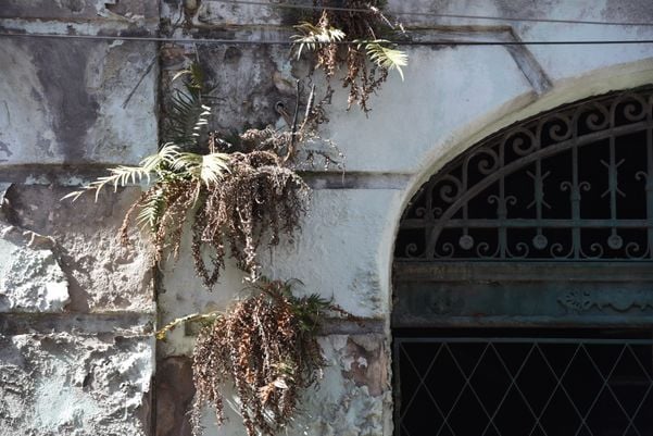 Abandonado, o mato toma do Mercado da Capixaba, no Centro de Vitória  por Carlos Alberto Silva