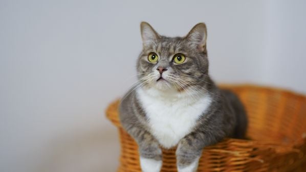 CBN Vitória - vux7np