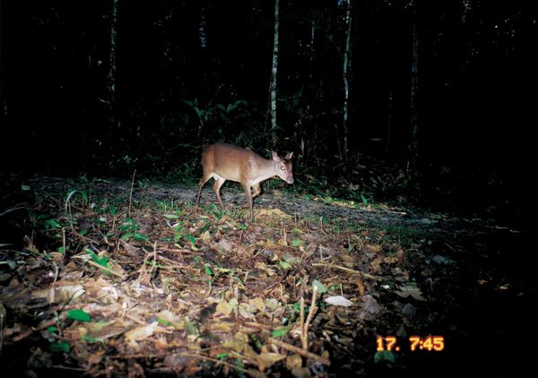 Veado na Estrada da Gávea, próximo ao Córrego Travagle, na Reserva Natural Vale  por Eugênio Sávio/Divulgação