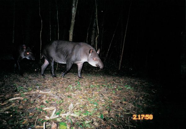 Antas na Estrada da Gávea, próximo ao Córrego Travagle, na Reserva Natural Vale  por Vale/Divulgação