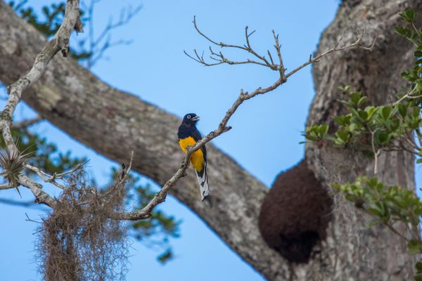 Na foto, o pássaro Surucuá de barriga amarela, na Reserva Natural Vale por Ricardo Teles/Divulgação