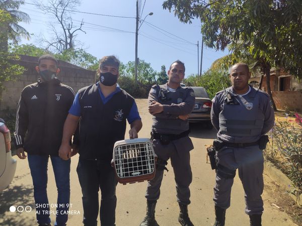 Caso de maus-tratos é investigado no bairro São Gonçalo, em Cariacica por Divulgação | CPI dos Maus-tratos Contra os Animais