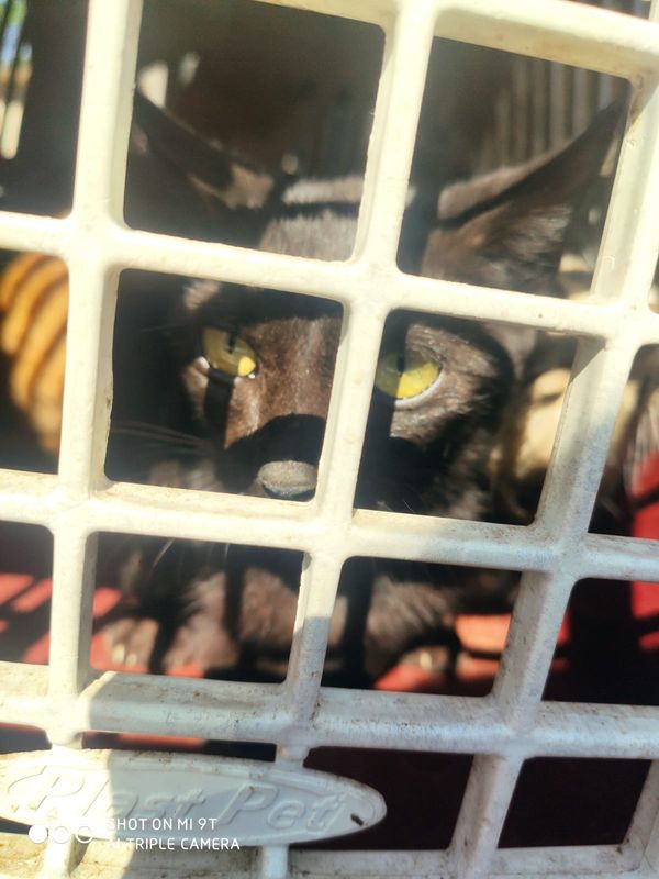 Caso de maus-tratos é investigado no bairro São Gonçalo, em Cariacica por Divulgação | CPI dos Maus-tratos Contra os Animais