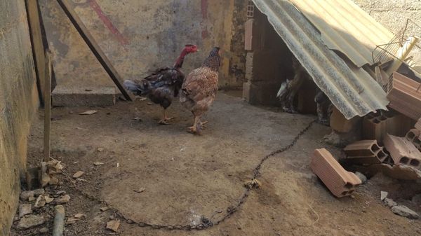 Caso de maus-tratos é investigado no bairro São Gonçalo, em Cariacica por Divulgação | CPI dos Maus-tratos Contra os Animais