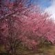 Árvores do Bosque das Cerejeiras floriram na segunda quinzena de julho neste ano