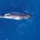 Pela primeira vez uma baleia-minke-anã foi oficialmente avistada no litoral do Espírito Santo