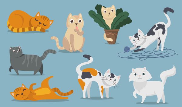 Gato, gatos, felinos, pets