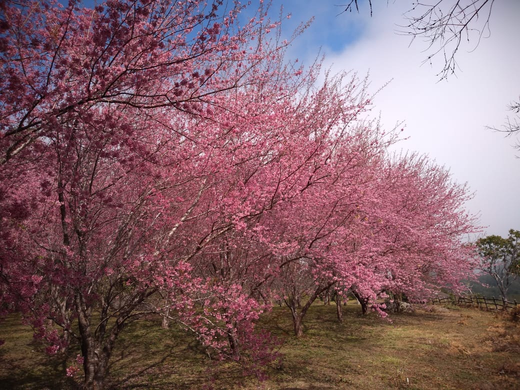 O Bosque das Cerejeiras, em Pedra Azul, atrai até 2 mil turistas por fim de semana. Árvores exóticas ficam floridas só no inverno, entre julho e agosto, todos os anos no Espírito Santo