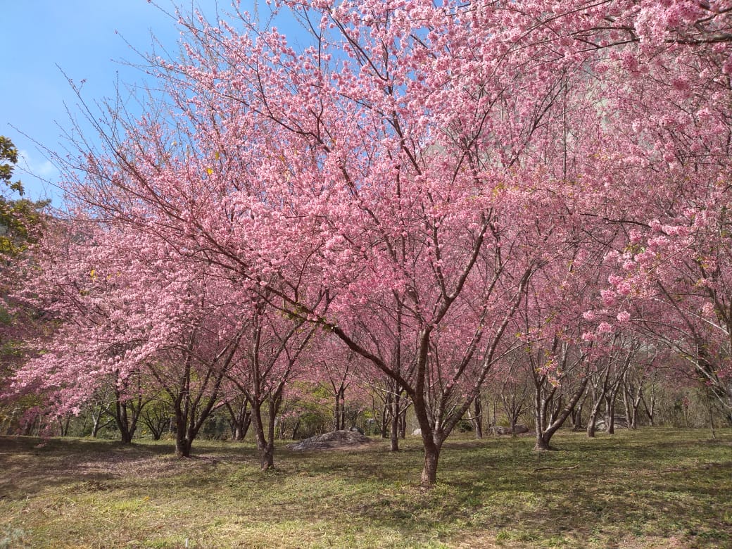 O Bosque das Cerejeiras, em Pedra Azul, atrai até 2 mil turistas por fim de semana. Árvores exóticas ficam floridas só no inverno, entre julho e agosto, todos os anos no Espírito Santo