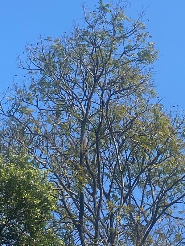 Papagaio estava em uma árvore da Rua Eugenílio Ramos, no bairro Jardim da Penha, em Vitória por Érica Vaz