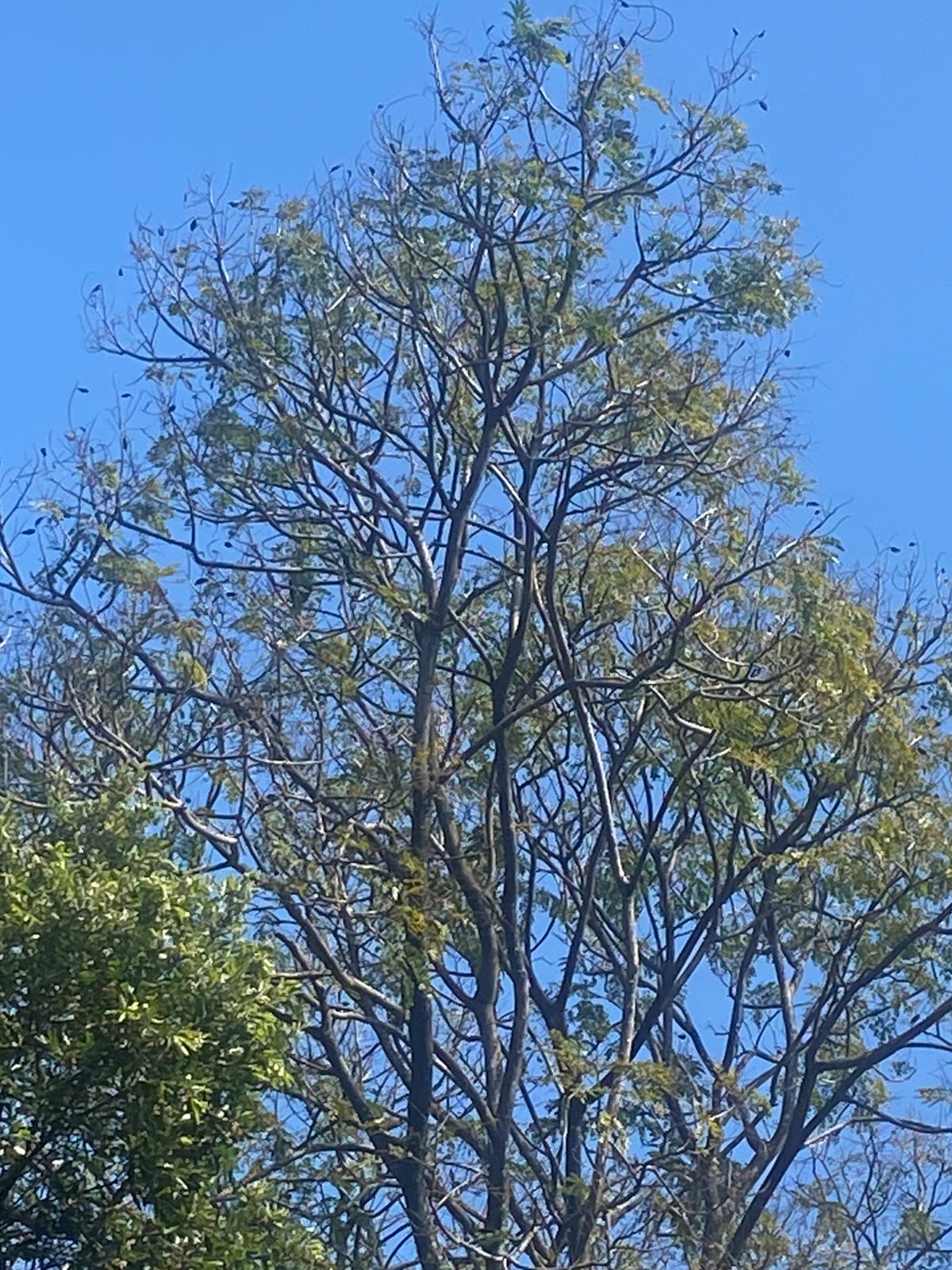 Papagaio estava em uma árvore da Rua Eugenílio Ramos, no bairro Jardim da Penha, em Vitória