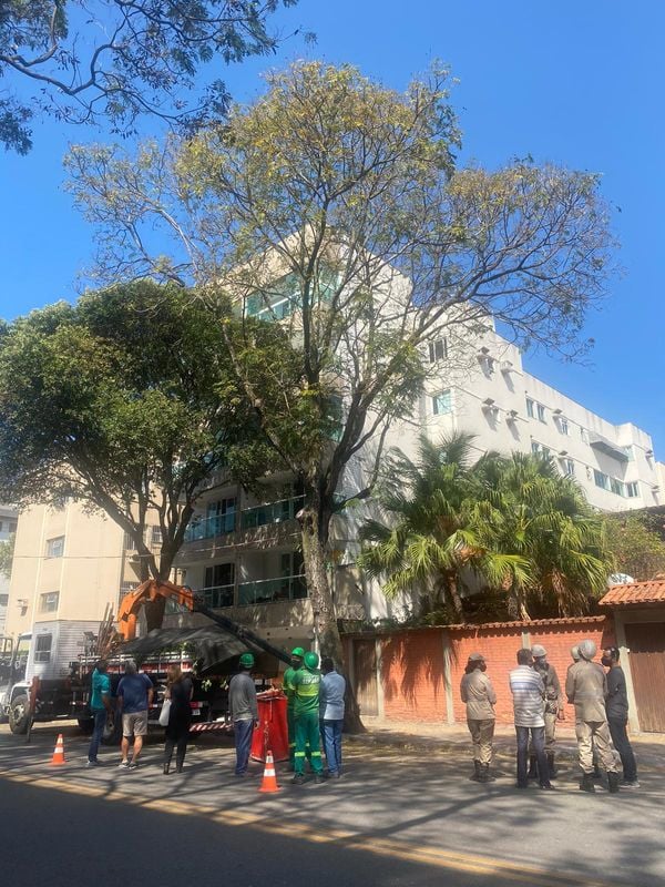 Papagaio estava em uma árvore da Rua Eugenílio Ramos, no bairro Jardim da Penha, em Vitória por Érica Vaz