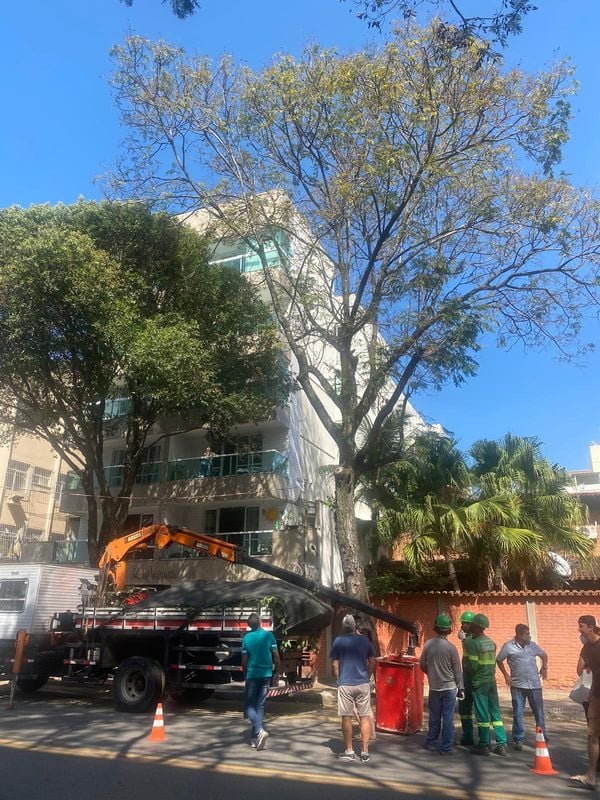 Papagaio estava em uma árvore da Rua Eugenílio Ramos, no bairro Jardim da Penha, em Vitória por Érica Vaz