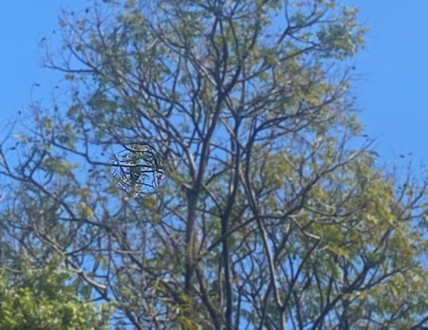 Papagaio verde se camuflava nas folhas da árvore de Jardim da Penha, em Vitória
