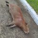 Imagem - Capivara morre após ser atropelada na Dante Michelini, em Vitória
