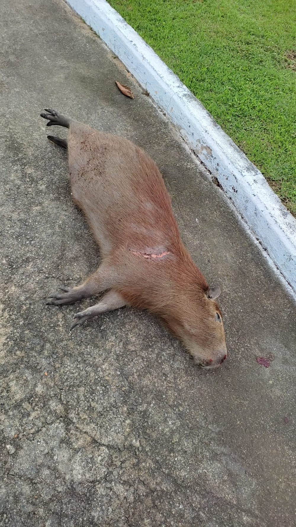 Homem é autuado após abate de capivara no Tietê