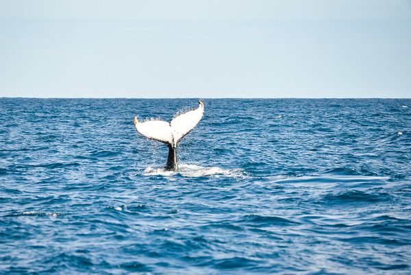 As baleias jubarte viajam para águas quentes entre junho e novembro por Jansen Dias Lube