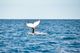 Fora do período de reprodução, as baleias jubarte costumam viver em águas mais frias(Jansen Dias Lube)