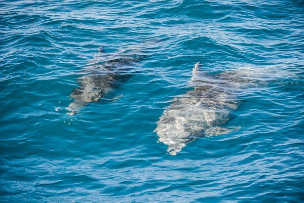 Golfinhos também são atrações nos passeios por Jansen Dias Lube
