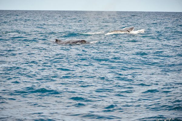 Fora da época de reprodução, a baleia jubarte habita águas mais frias por Jansen Dias Lube