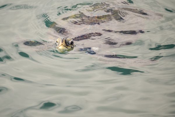 Tartarugas marinhas também podem ser vistas no mar de Vitória por Jansen Dias Lube