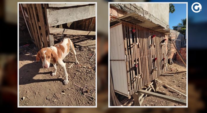 Cão estava acorrentado, sem água e sem comida, enquanto as aves eram usadas em rinhas; suspeito de 53 anos foi detido nesta terça-feira (27)