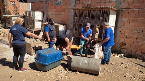 Animais vítimas de maus-tratos foram resgatados na manhã desta terça-feira (27), no Sul do ES por Divulgação | CPI dos Maus-tratos
