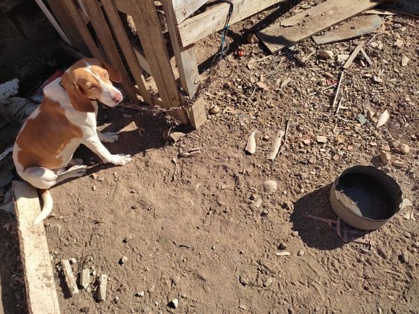 Cachorro foi encontrado bem magro, sem comida e sem água. Além de machucado na face e acorrentado por Divulgação | CPI dos Maus-tratos